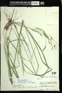 Festuca breviglumis image