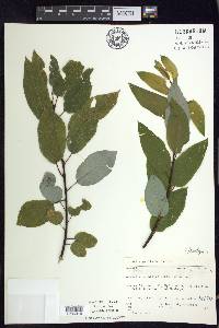 Salix pyrifolia image