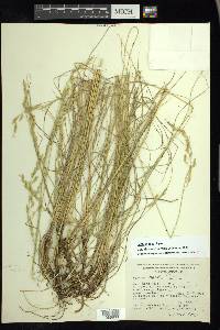 Festuca rosei image