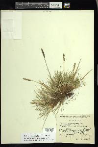 Festuca hephaestophila image