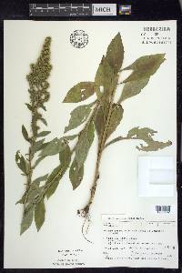 Solidago squarrosa image