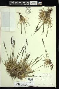 Festuca hephaestophila image