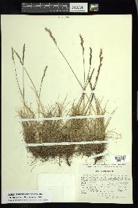 Festuca hephaestophila image