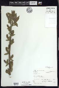 Salix cordata image