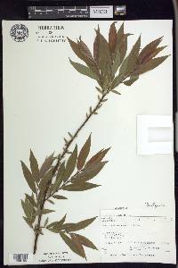 Salix rigida image