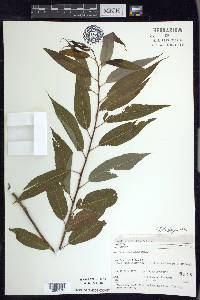 Salix amygdaloides image