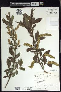 Salix lucida image