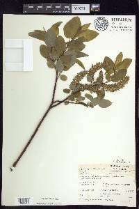 Salix pyrifolia image