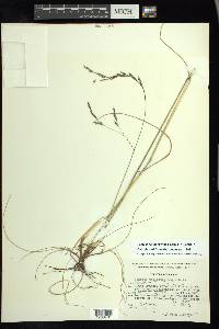 Festuca willdenowiana image