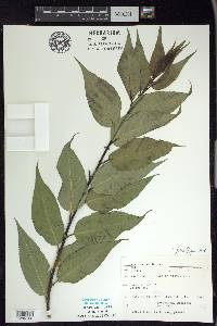 Salix lucida image