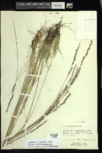 Festuca hephaestophila image