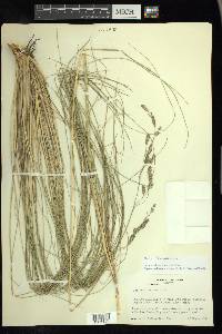 Festuca tolucensis image