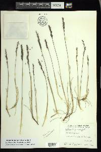 Festuca hephaestophila image