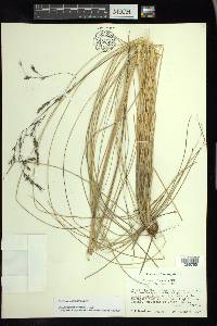 Festuca tolucensis image