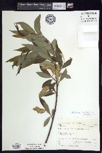 Salix serissima image