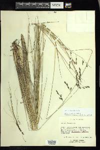 Festuca tolucensis image