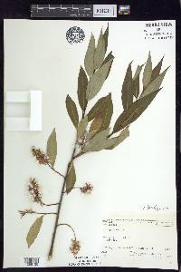 Salix serissima image