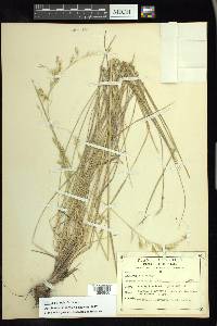 Festuca pringlei image