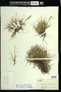 Festuca hephaestophila image