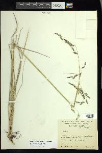 Festuca orizabensis image