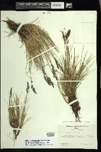 Festuca hephaestophila image