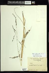 Festuca orizabensis image