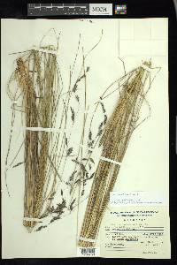 Festuca tolucensis image