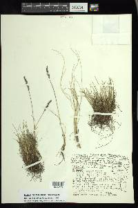 Festuca hephaestophila image