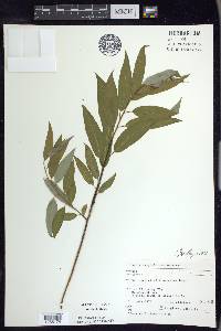 Salix amygdaloides image