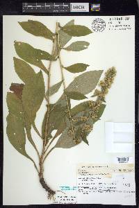 Solidago squarrosa image