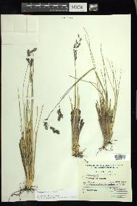 Festuca tolucensis image