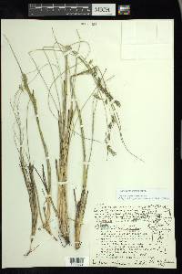 Festuca tolucensis image