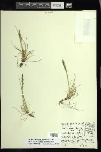 Festuca hephaestophila image