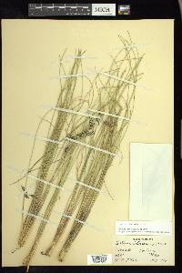 Festuca tolucensis image