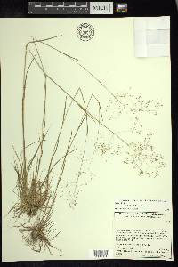 Agrostis rosei image