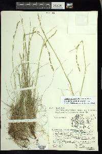 Festuca hephaestophila image