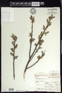 Salix glaucophylloides image