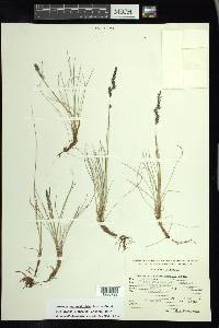 Festuca hephaestophila image