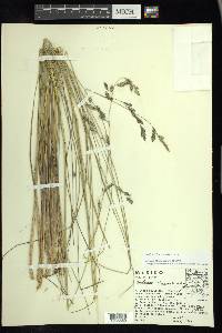 Festuca tolucensis image