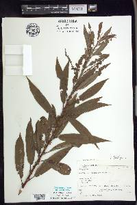 Salix rigida image