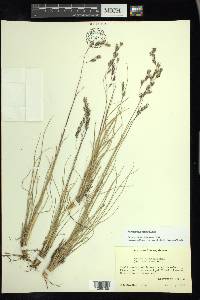 Festuca tolucensis image