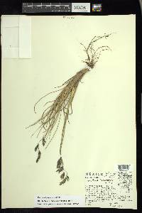 Festuca tolucensis image