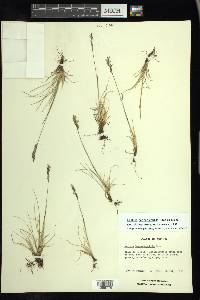 Festuca hephaestophila image