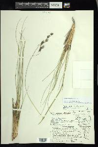 Festuca tolucensis image