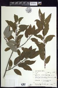 Salix pyrifolia image