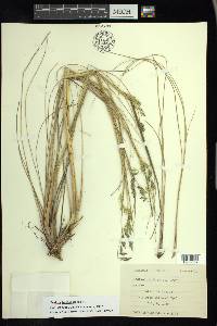 Festuca tolucensis image