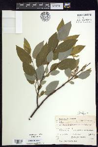 Salix pyrifolia image
