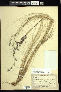 Festuca tolucensis image