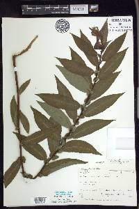 Salix rigida image