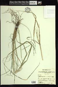 Disakisperma dubium image